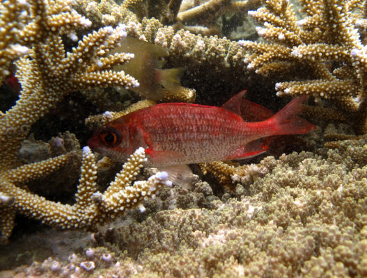 speckled squirrelfish (Sargocentron punctatissimum) |commons:File:Sargocentron punctatissimum.jpg