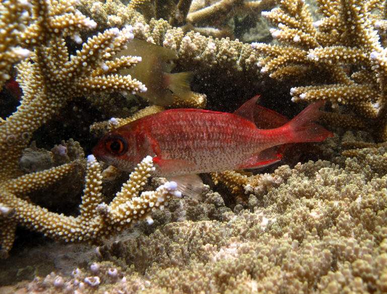 speckled squirrelfish (Sargocentron punctatissimum) |commons:File:Sargocentron punctatissimum.jpg
