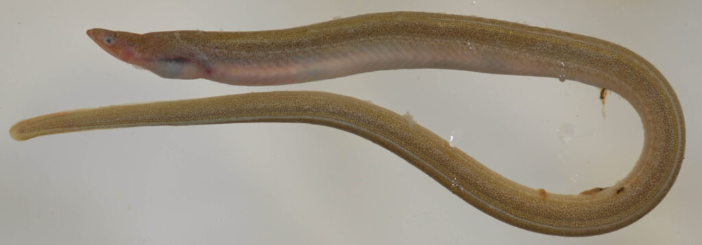 Speckled Worm Eel (Myrophis punctatus) |commons:File:Myrophis punctatus (S0733) (12460944924).jpg