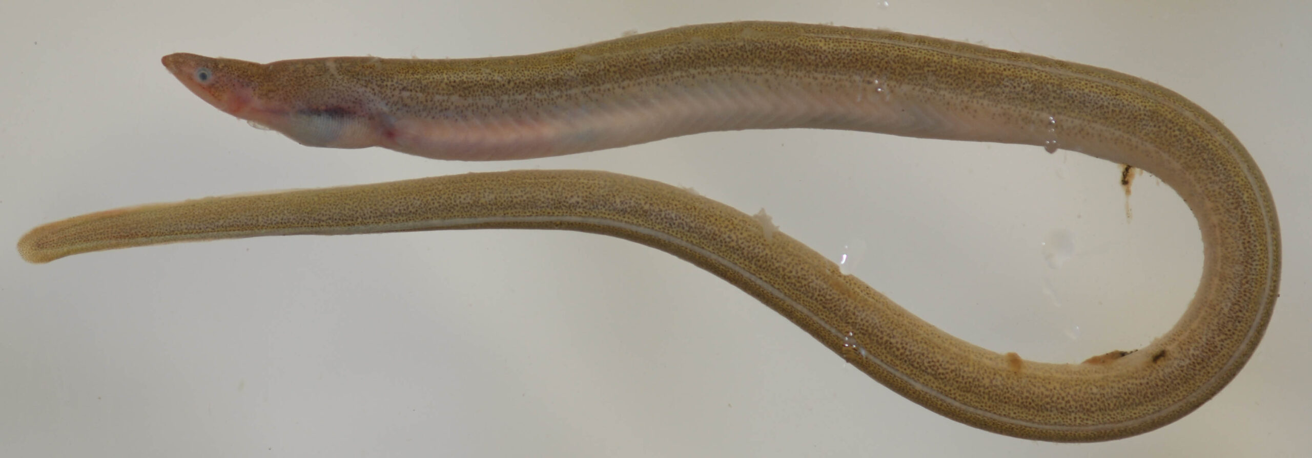 Speckled Worm Eel (Myrophis punctatus) |commons:File:Myrophis punctatus (S0733) (12460944924).jpg
