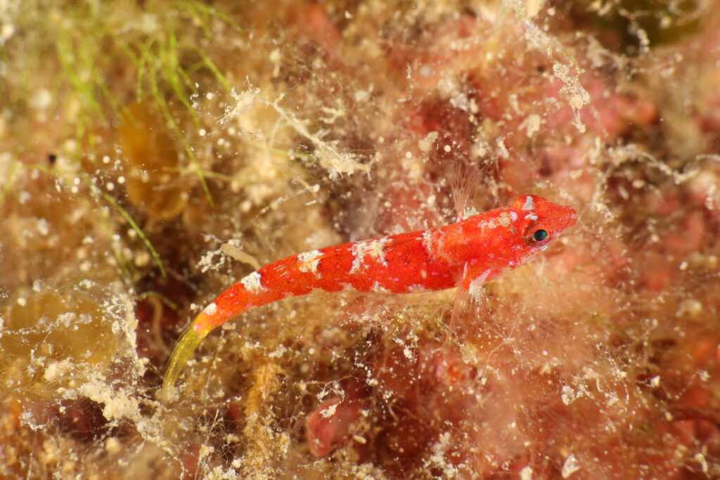 Speleogobius trigloides (Speleogobius trigloides) |commons:File:Speleogobius trigloides Cannes.jpg