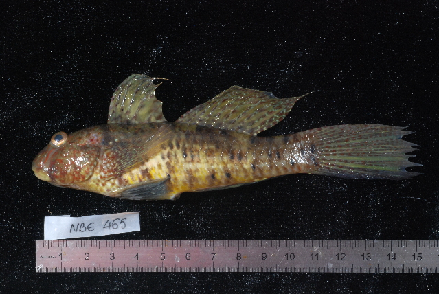 Sphinx Goby (Amblygobius sphynx) |commons:File:Amblygobius sphynx.jpg
