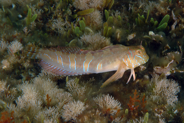 Sphynx Blenny (Aidablennius sphynx) |commons:File:Aidablennius sphynx.jpg