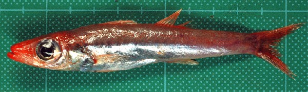 Sphyraenops bairdianus (Sphyraenops bairdianus) |commons:File:Sphyraenops bairdianus.jpg