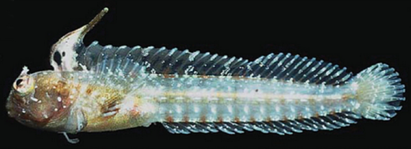 Spikefin Blenny (Coralliozetus rosenblatti) |commons:File:Coralliozetus rosenblatti.png