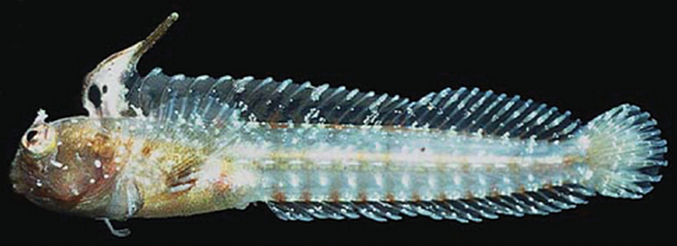 Spikefin Blenny (Coralliozetus rosenblatti) |commons:File:Coralliozetus rosenblatti.png