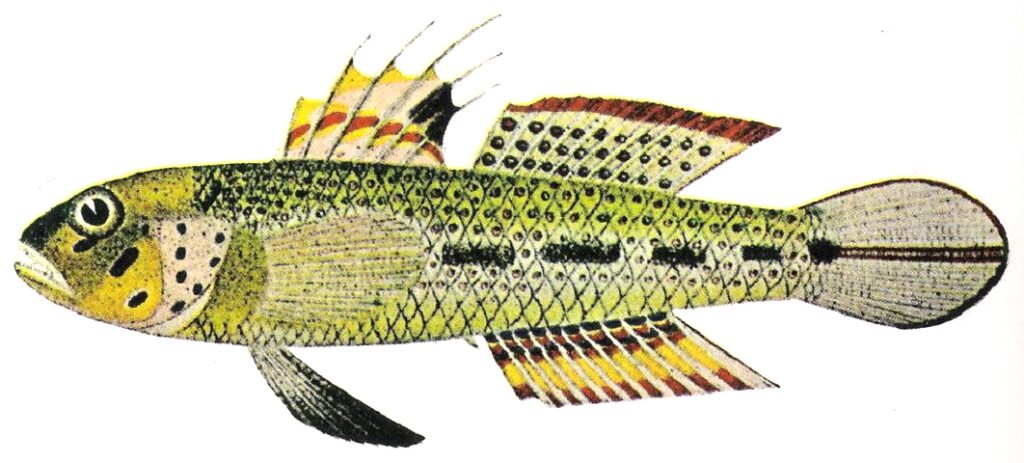 spinecheek goby (Oplopomus oplopomus) |commons:File:Oplopomus oplopomus (Valenciénnes 1837).jpg