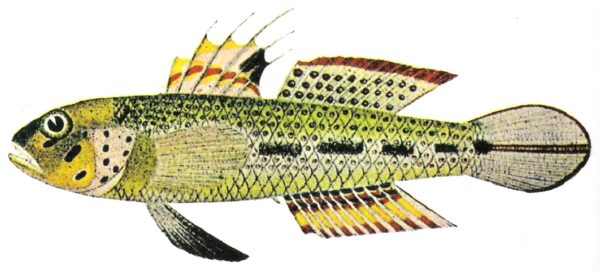 spinecheek goby (Oplopomus oplopomus) |commons:File:Oplopomus oplopomus (Valenciénnes 1837).jpg