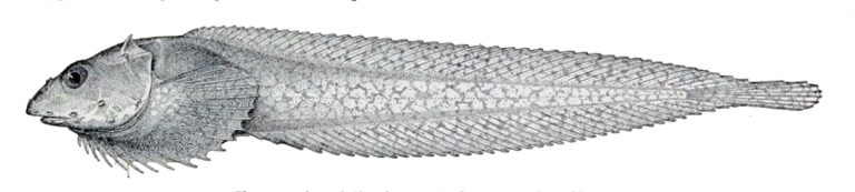 Spiny Snailfish (Acantholiparis opercularis) |commons:File:Acantholiparis opercularis.jpg