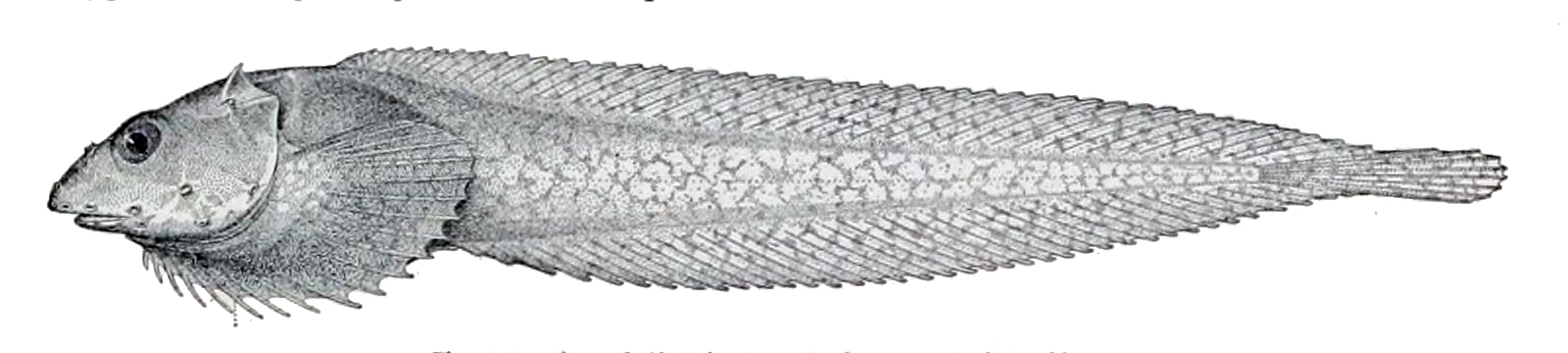 Spiny Snailfish (Acantholiparis opercularis) |commons:File:Acantholiparis opercularis.jpg
