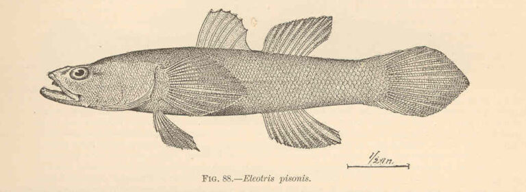 Spinycheek Sleeper (Eleotris pisonis) |commons:File:FMIB 38113 Eleotris pisonis (Gmelin) 'Moron'.jpeg