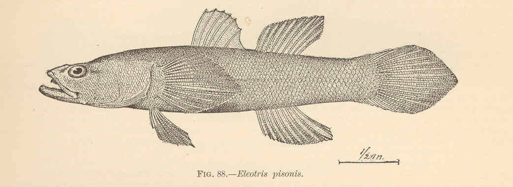 Spinycheek Sleeper (Eleotris pisonis) |commons:File:FMIB 38113 Eleotris pisonis (Gmelin) 'Moron'.jpeg