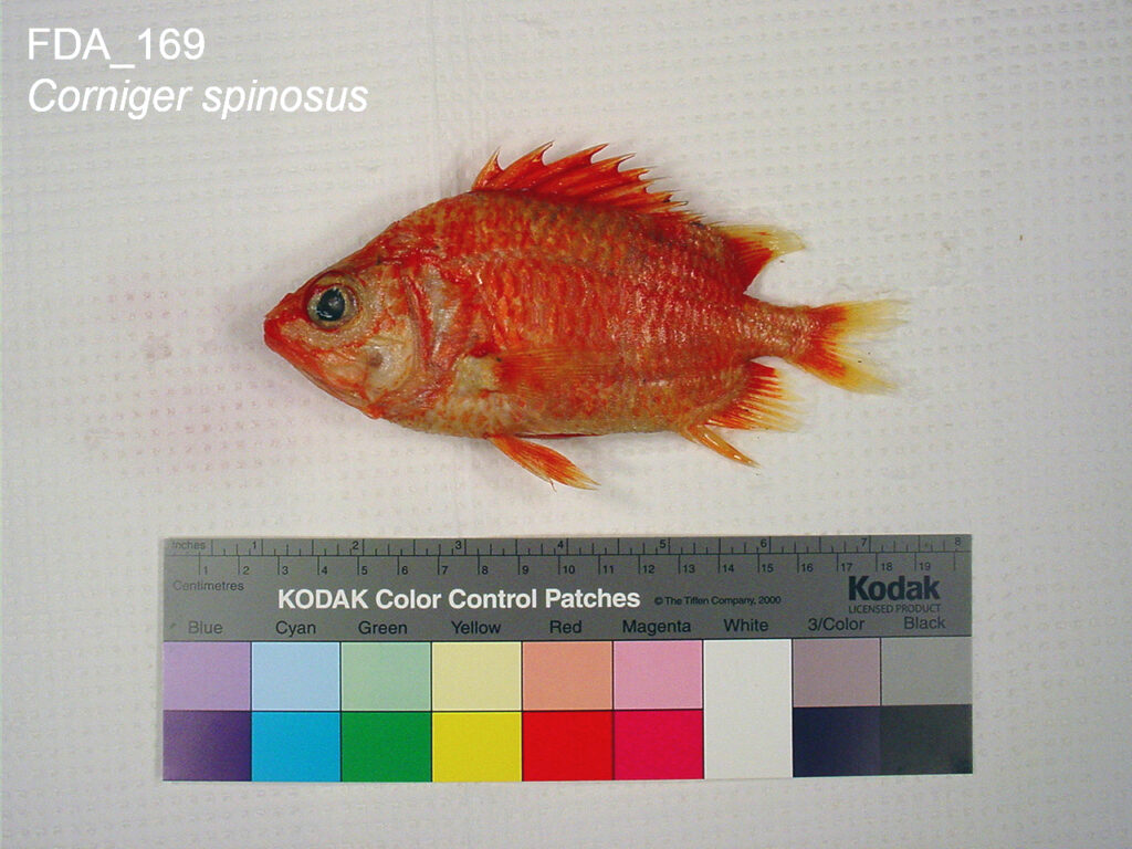 Spinycheek Soldierfish (Corniger spinosus) |commons:File:Corniger spinosus (FDA 169).jpg