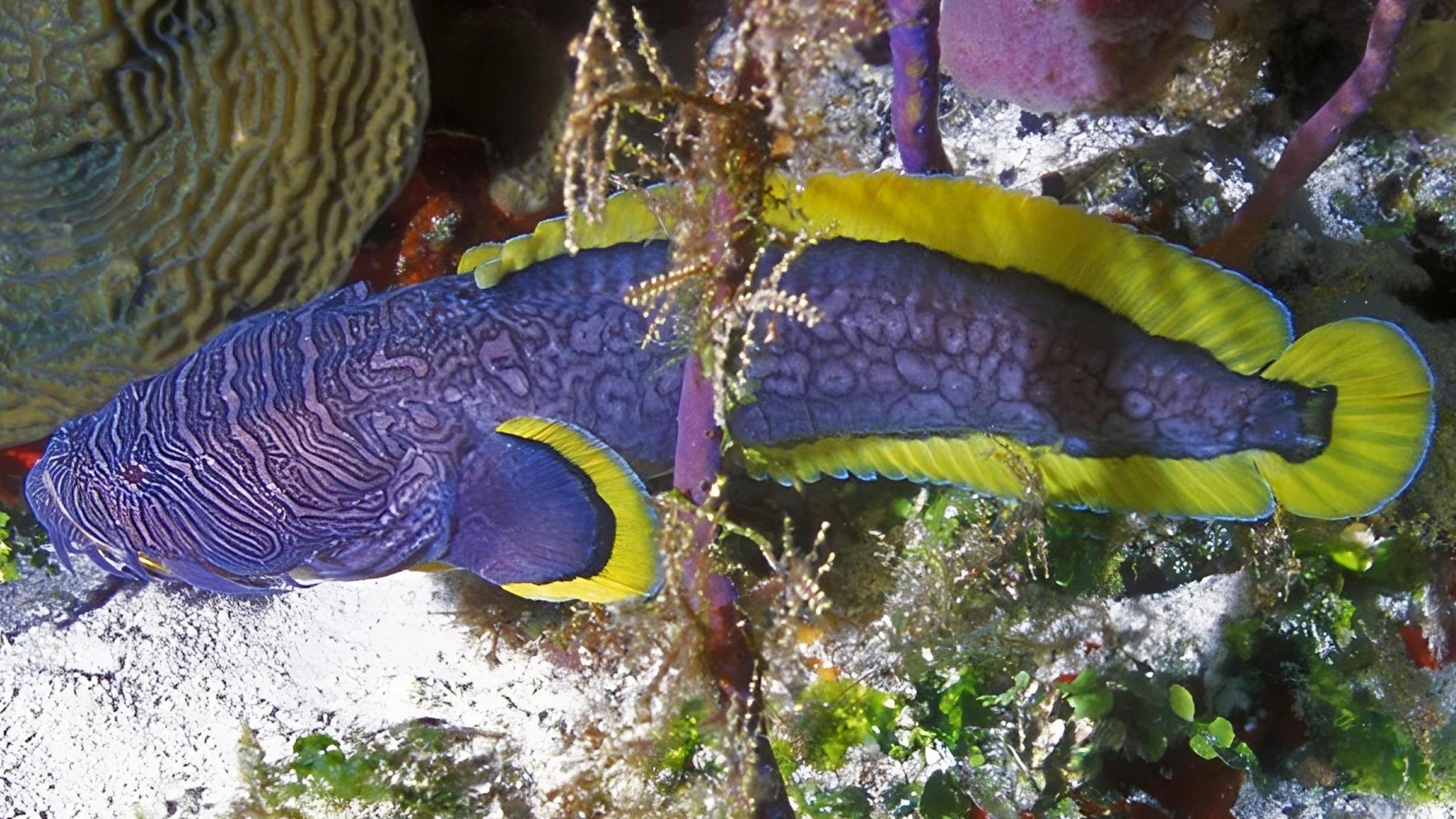 Splendid Toadfish (Sanopus splendidus) |commons:File:Sanopus splendidus-transformed.jpg