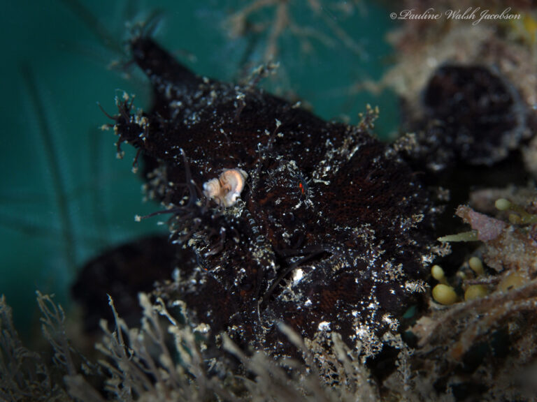 Splitlure Frogfish (Antennarius scaber) |commons:File:Antennarius scaber 168419683.jpg