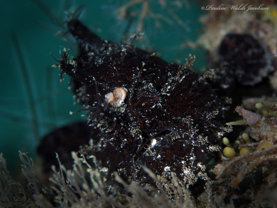Splitlure Frogfish (Antennarius scaber) |commons:File:Antennarius scaber 168419683.jpg