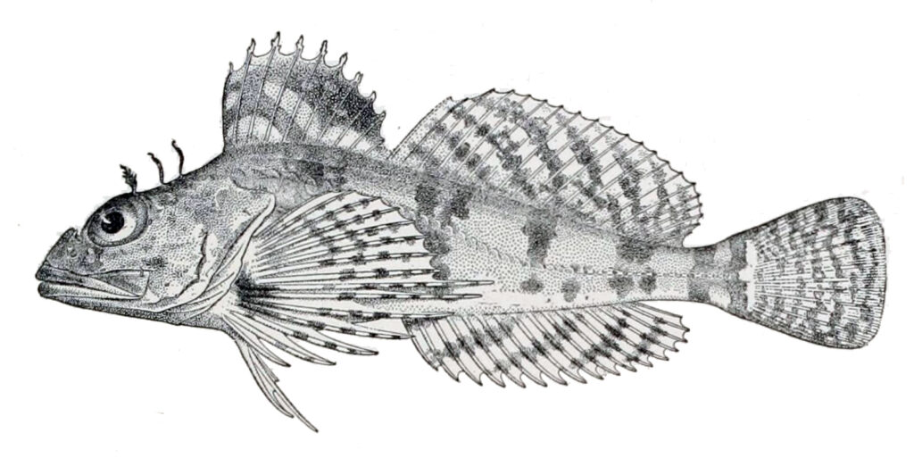 Sponge Sculpin (Thyriscus anoplus) |commons:File:Thyriscus anoplus.jpg