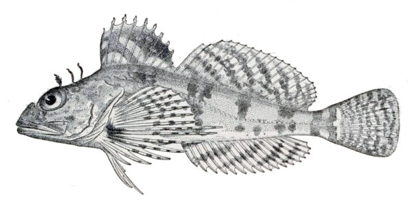 Sponge Sculpin (Thyriscus anoplus) |commons:File:Thyriscus anoplus.jpg