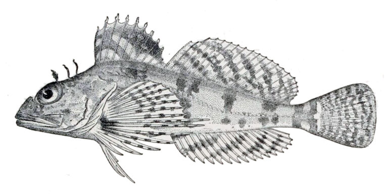 Sponge Sculpin (Thyriscus anoplus) |commons:File:Thyriscus anoplus.jpg