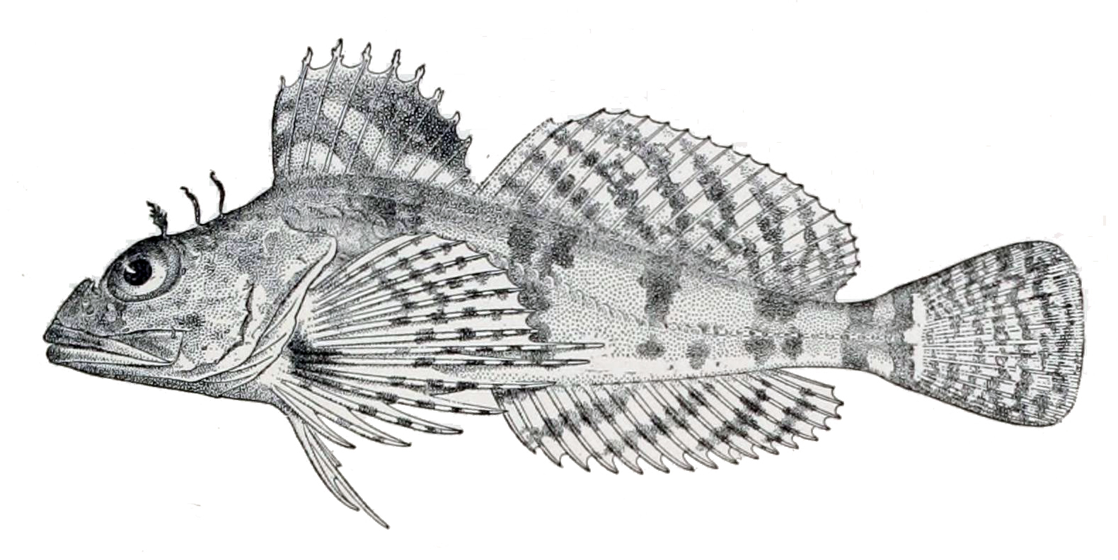 Sponge Sculpin (Thyriscus anoplus) |commons:File:Thyriscus anoplus.jpg