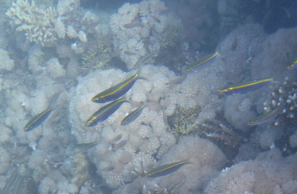 Spotback Herring (Herklotsichthys punctatus) |commons:File:Herklotsichthys punctatus.jpg