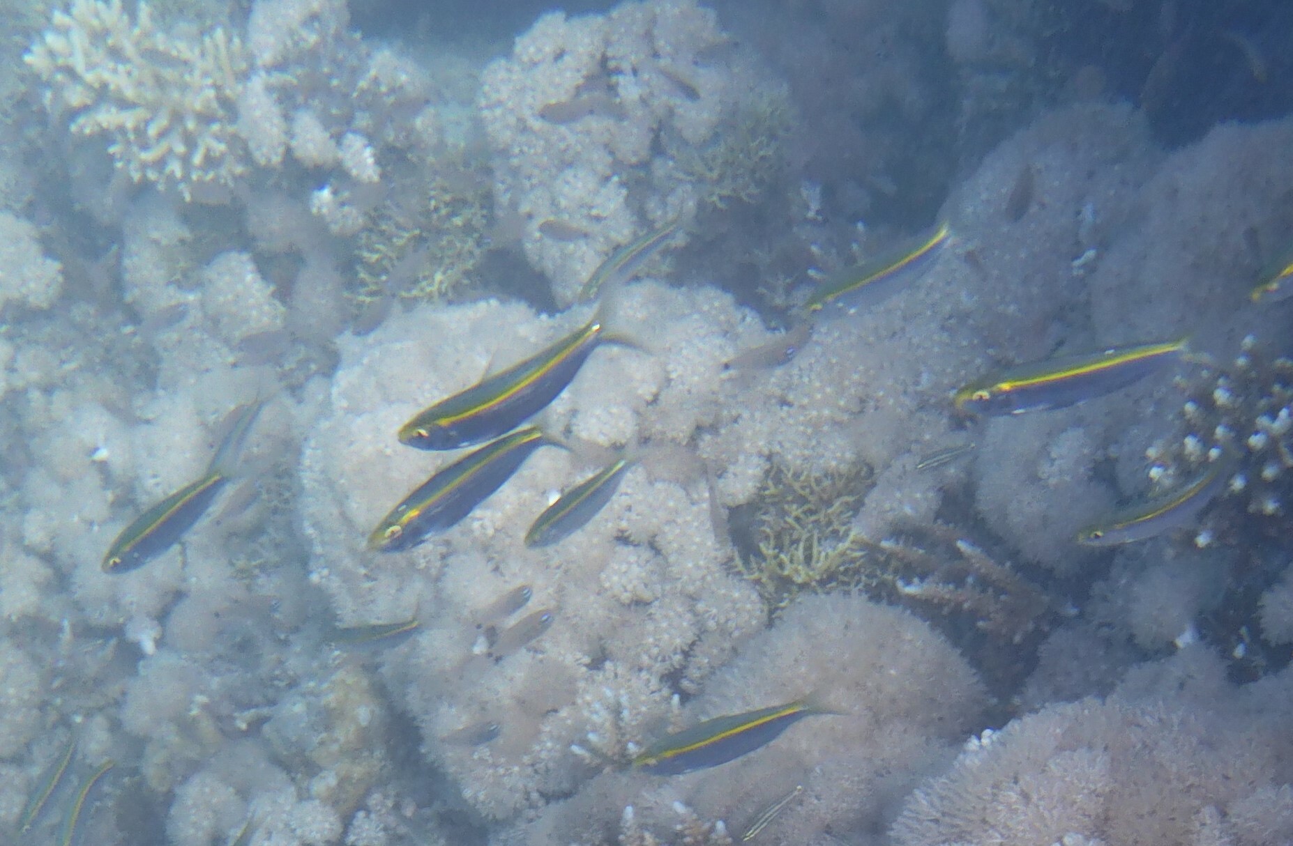 Spotback Herring (Herklotsichthys punctatus) |commons:File:Herklotsichthys punctatus.jpg