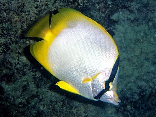Spotfin Butterflyfish (Chaetodon ocellatus) |commons:File:Chaetodon ocellatus, Cuba.jpg