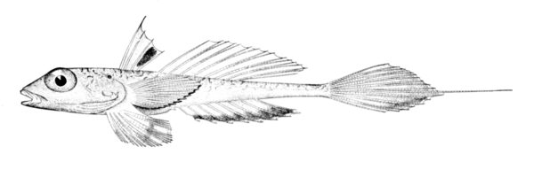 Spotfin Dragonet (Foetorepus agassizii) |commons:File:Foetorepus agassizii.jpg