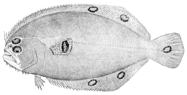 Spotfin Flounder (Cyclopsetta fimbriata) |commons:File:Cyclopsetta fimbriata.jpg
