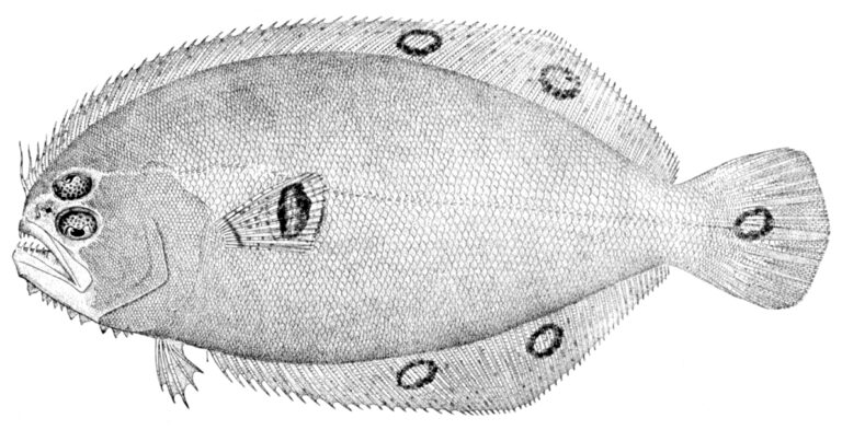 Spotfin Flounder (Cyclopsetta fimbriata) |commons:File:Cyclopsetta fimbriata.jpg