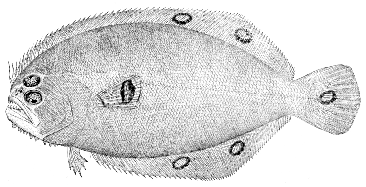 Spotfin Flounder (Cyclopsetta fimbriata) |commons:File:Cyclopsetta fimbriata.jpg