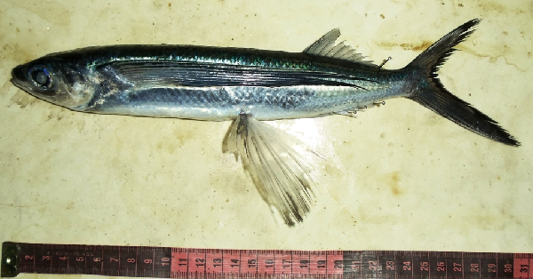 Spotfin Flyingfish (Cheilopogon furcatus) |commons:File:Cheilopogon furcatus.png