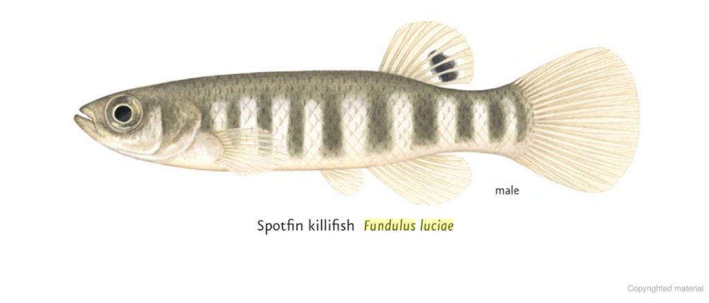 Spotfin Killifish (Fundulus luciae) |commons:File:Fundulus luciae, male.png