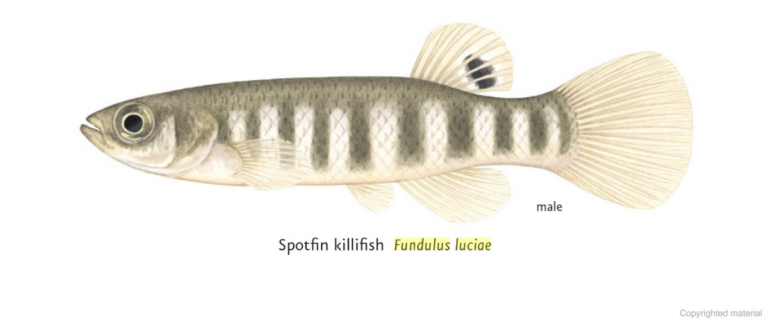 Spotfin Killifish (Fundulus luciae) |commons:File:Fundulus luciae, male.png