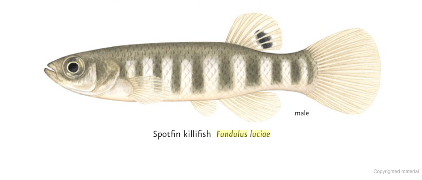 Spotfin Killifish (Fundulus luciae) |commons:File:Fundulus luciae, male.png