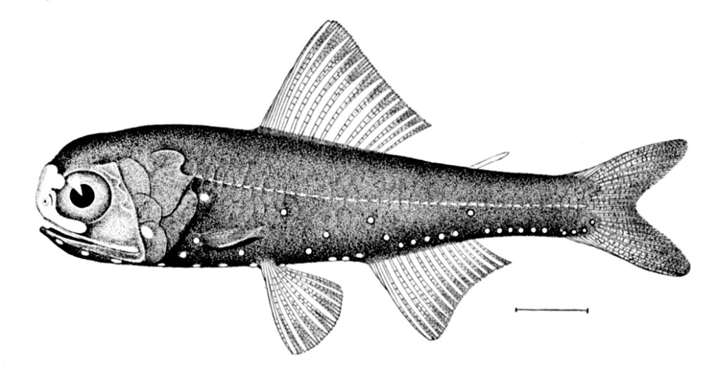 Spothead Lantern Fish (Diaphus metopoclampus) |commons:File:Diaphus metopoclampus.jpg