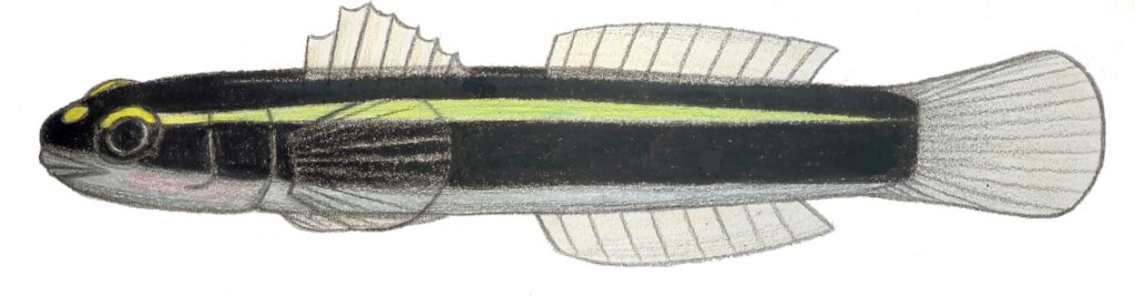 Spotlight Goby (Elacatinus louisae) |commons:File:Elacatinus louisae.JPG