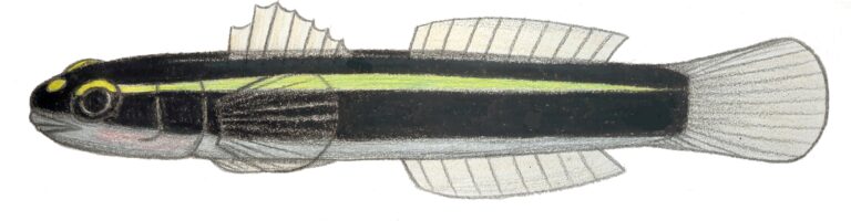 Spotlight Goby (Elacatinus louisae) |commons:File:Elacatinus louisae.JPG