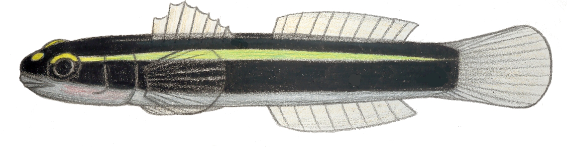 Spotlight Goby (Elacatinus louisae) |commons:File:Elacatinus louisae.JPG