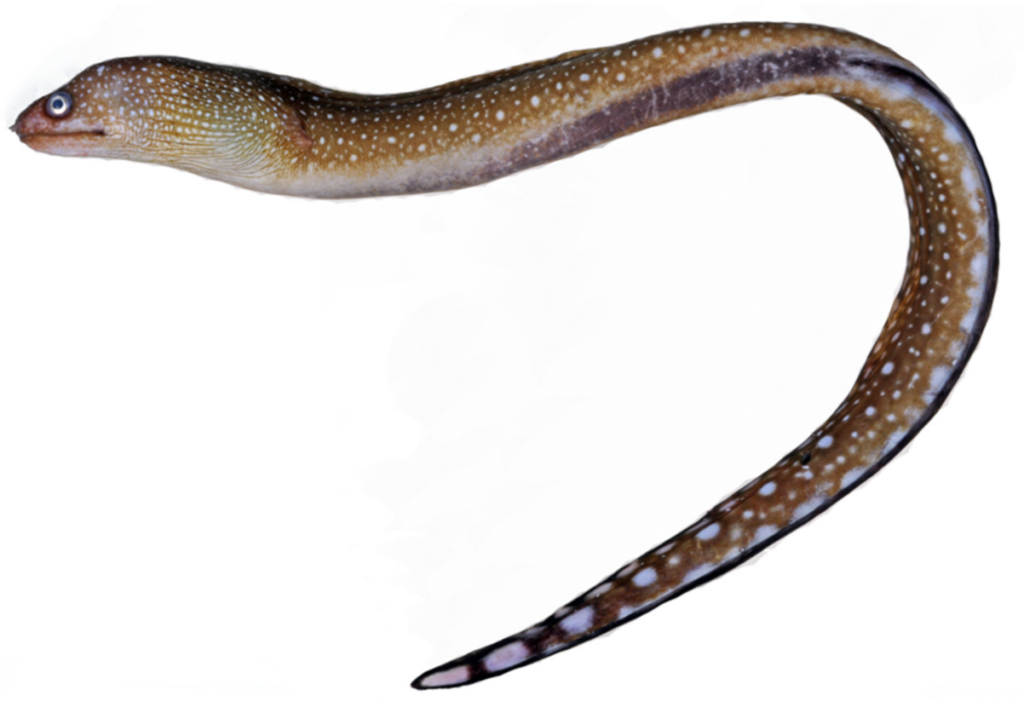 Spottail Moray (Gymnothorax equatorialis) |commons:File:Gymnothorax equatorialis;.png