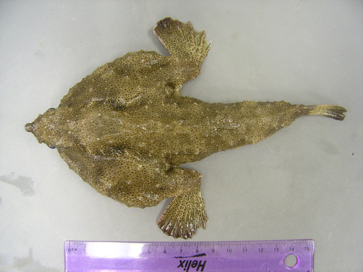 Spotted Batfish (Ogcocephalus pantostictus) |commons:File:Ogcocephalus pantostictus Texas PWD.jpg