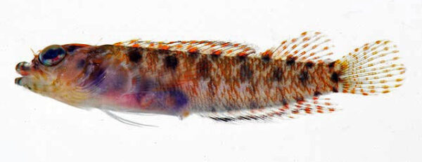 Spotted Blenny (Starksia sluiteri) |commons:File:Starksia sluiteri female.jpg