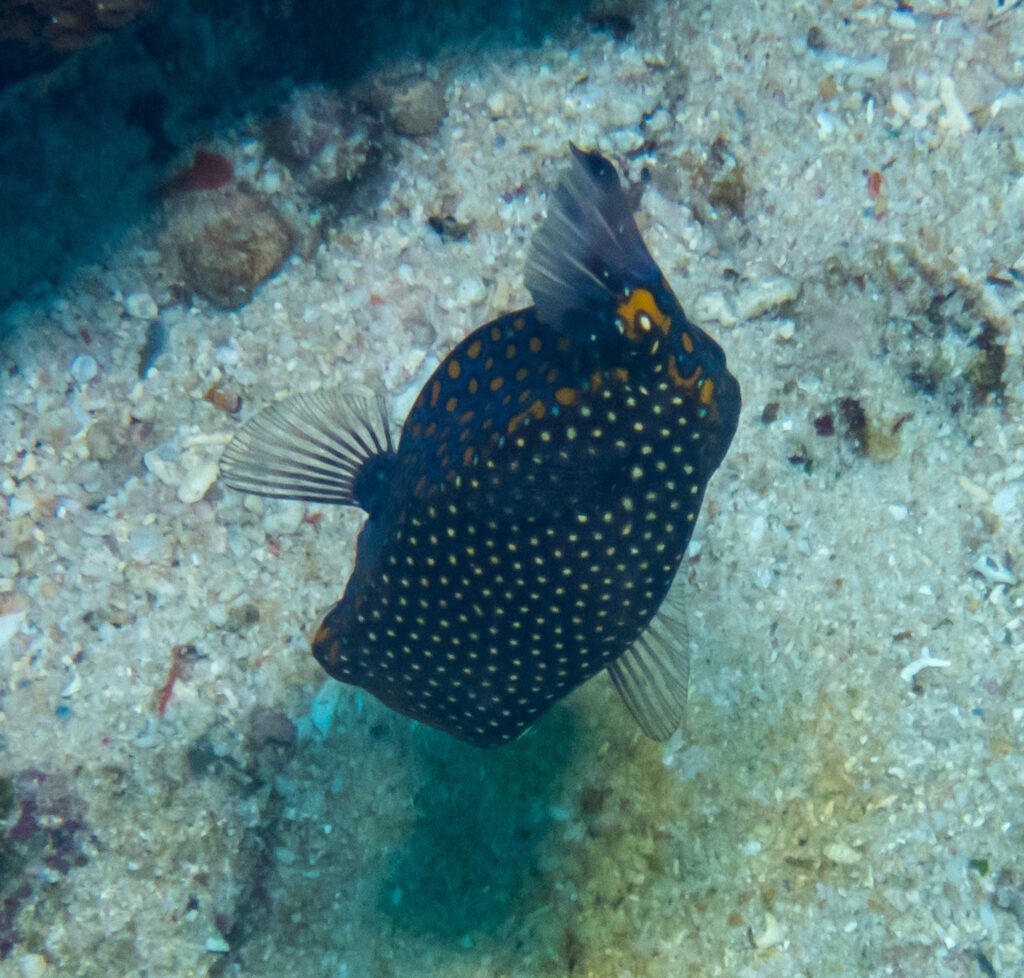 Spotted Boxfish (Ostracion meleagris) |commons:File:Ostracion meleagris 349632591.jpg