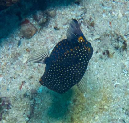 Spotted Boxfish (Ostracion meleagris) |commons:File:Ostracion meleagris 349632591.jpg
