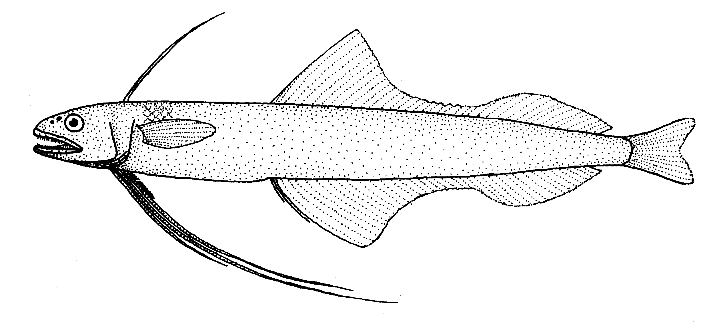 Spotted Codlet (Bregmaceros mcclellandi) |commons:File:Bregmaceros mcclellandi (Spotted codlet).gif