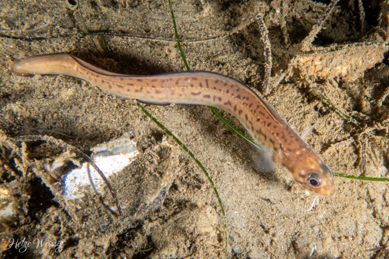 Spotted Cusk-eel (Chilara taylori) |commons:File:Chilara taylori.jpg