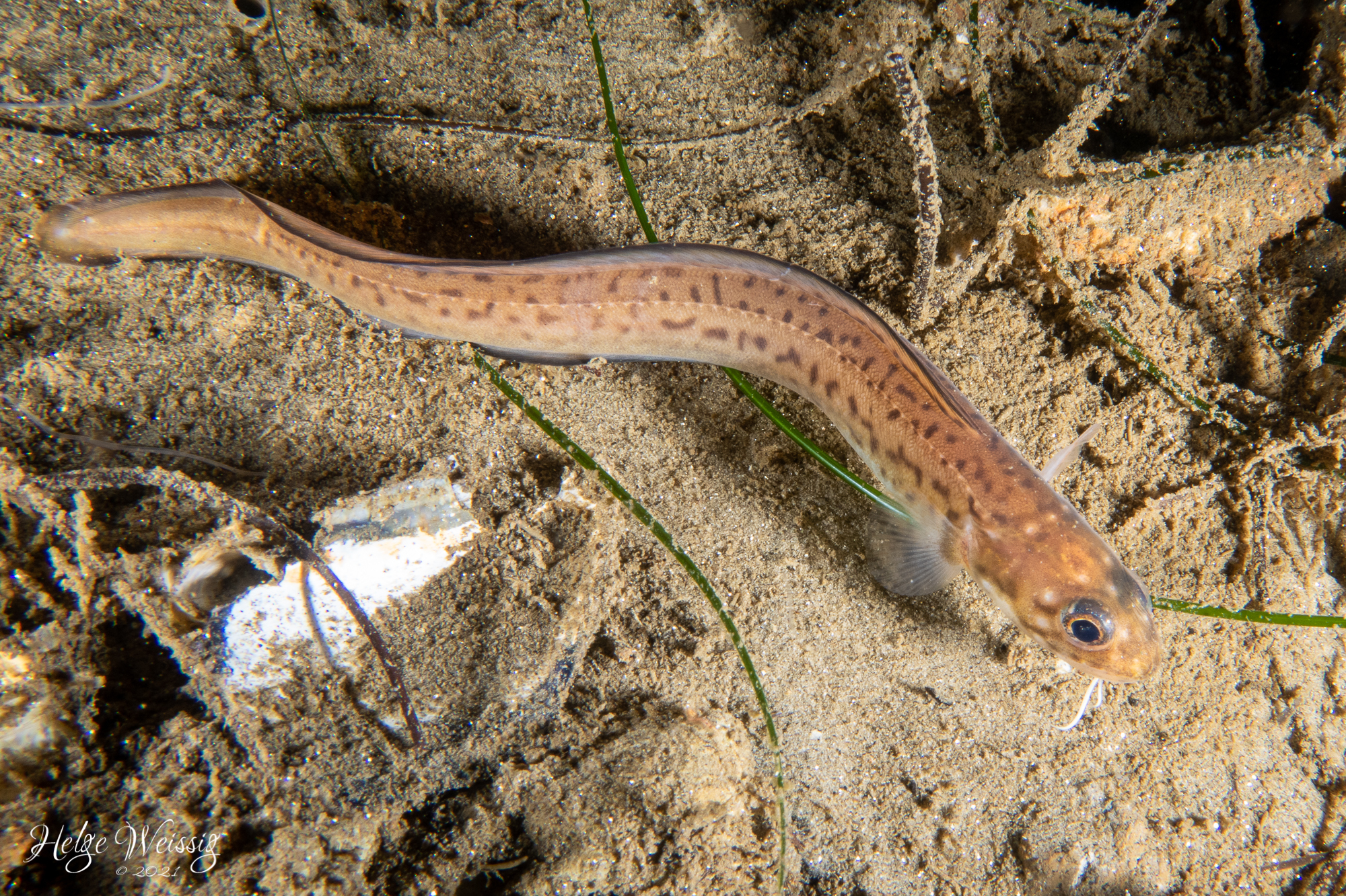 Spotted Cusk-eel (Chilara taylori) |commons:File:Chilara taylori.jpg