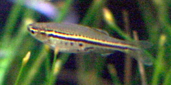 Spotted Danio (Danio nigrofasciatus) |commons:File:Danio nigrofasciatus.jpg