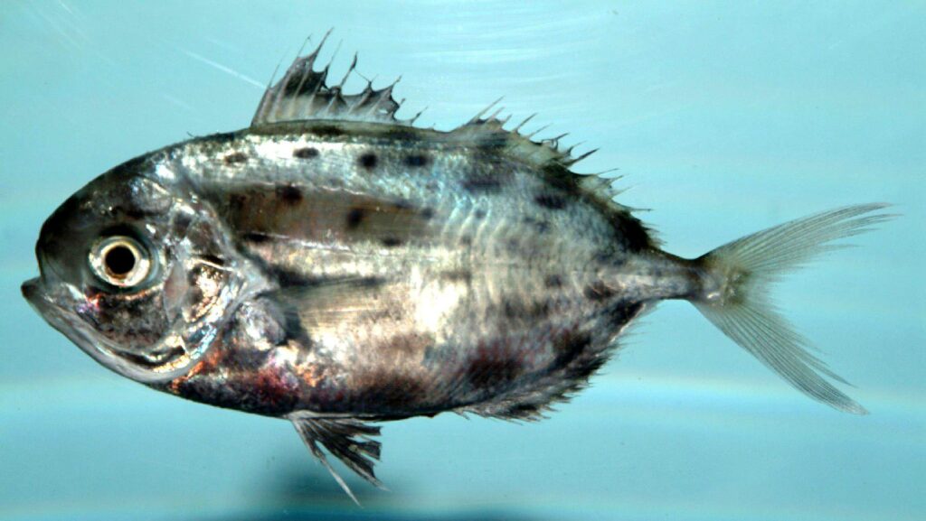 Spotted Driftfish (Ariomma regulus) |commons:File:Spotted driftfish ( Ariomma regulus ).jpg