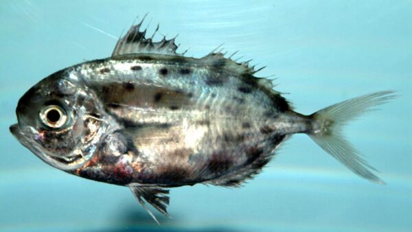 Spotted Driftfish (Ariomma regulus) |commons:File:Spotted driftfish ( Ariomma regulus ).jpg